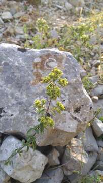 Image of Origanum vulgare subsp. virens (Hoffmanns. & Link) Ietsw.