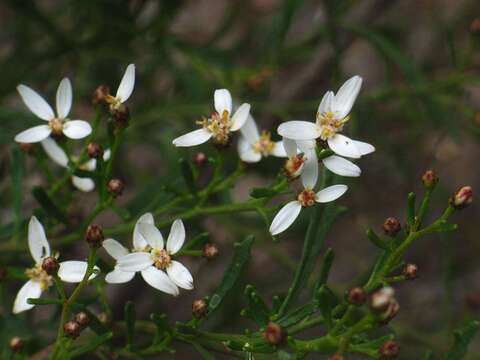 Image de Olearia decurrens (DC.) Benth.