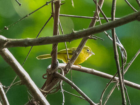 Erythrocercus holochlorus Erlanger 1901的圖片