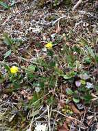 Слика од Potentilla crantzii (Crantz) Beck