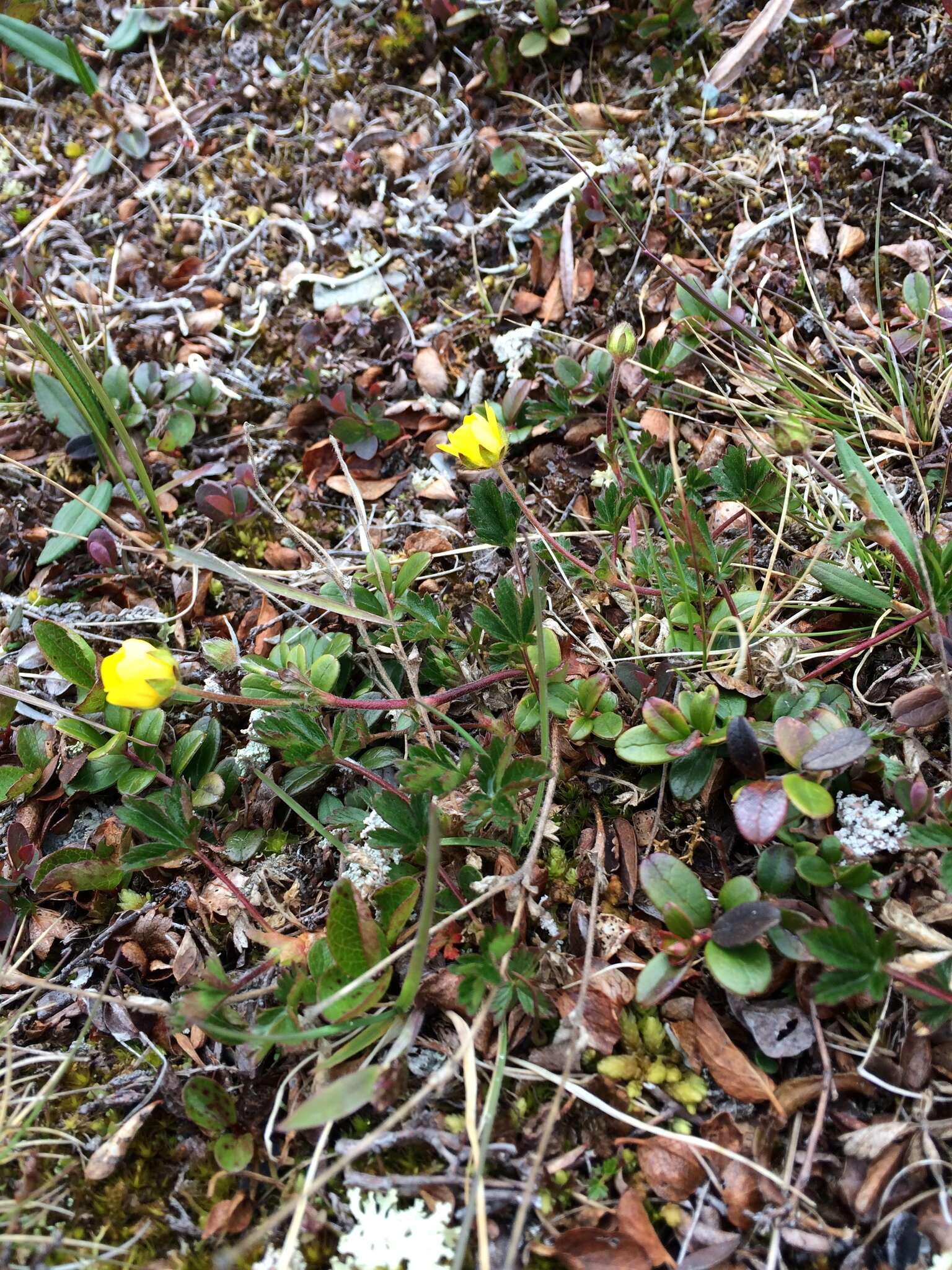 Слика од Potentilla crantzii (Crantz) Beck