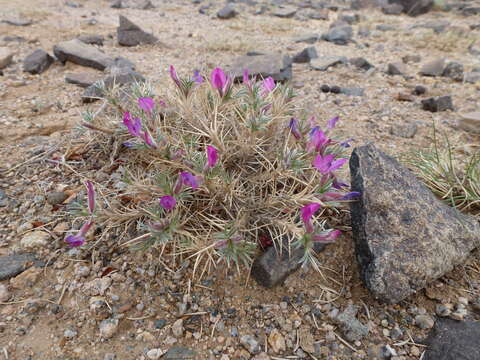 Image of Oxytropis aciphylla Ledeb.