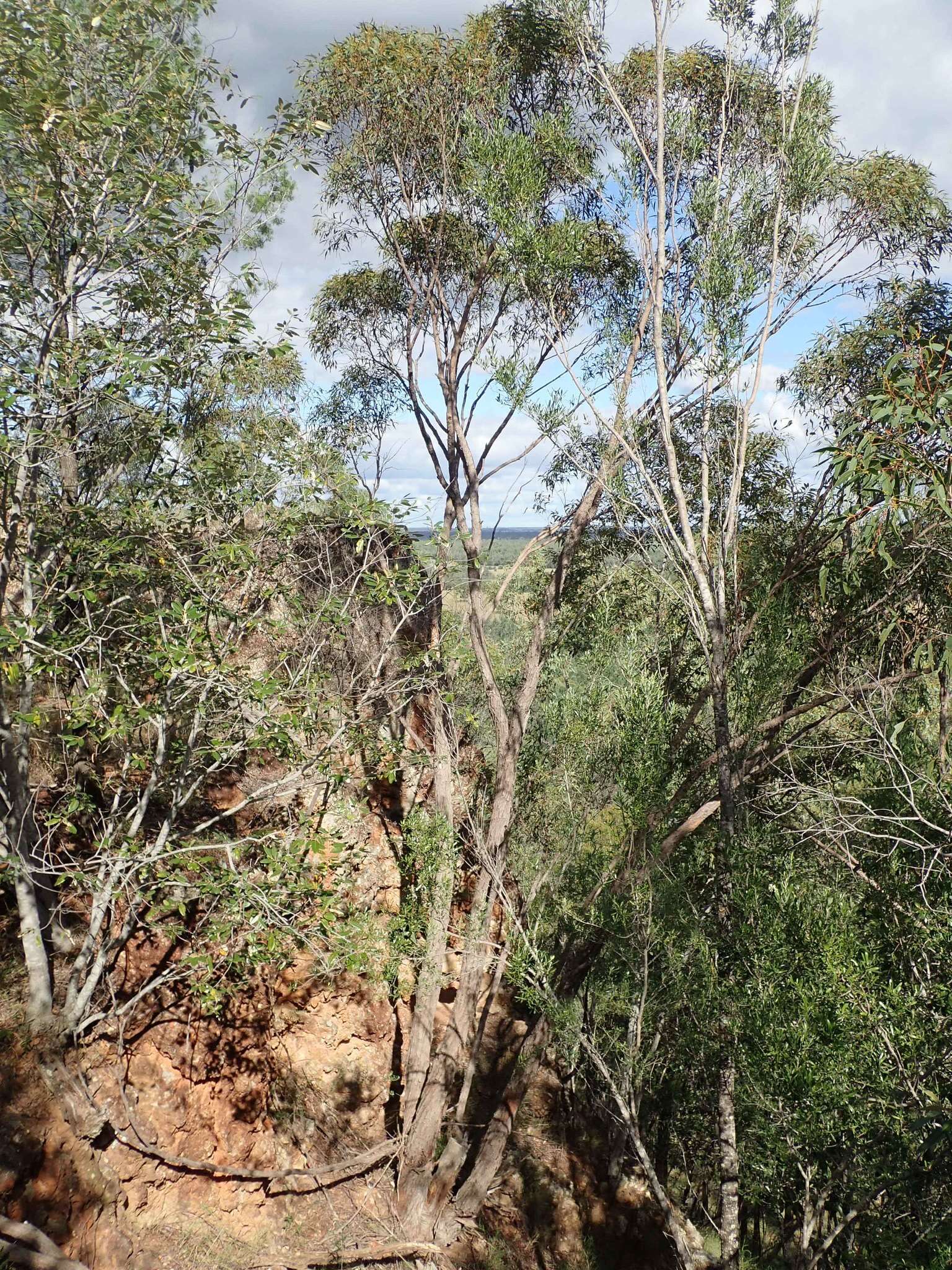 Image of Eucalyptus apothalassica L. A. S. Johnson & K. D. Hill