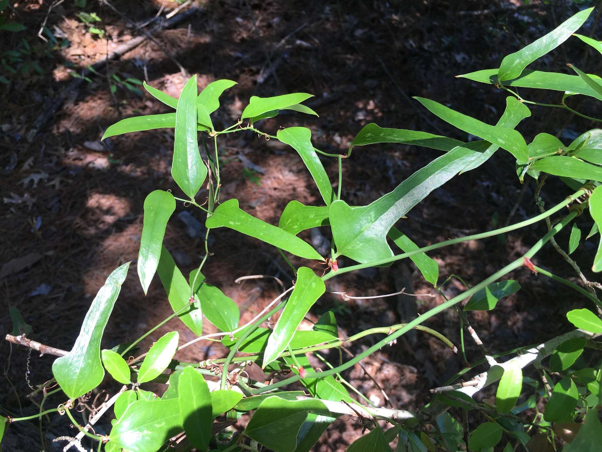 Image of earleaf greenbrier