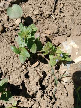 Image of twolobe speedwell