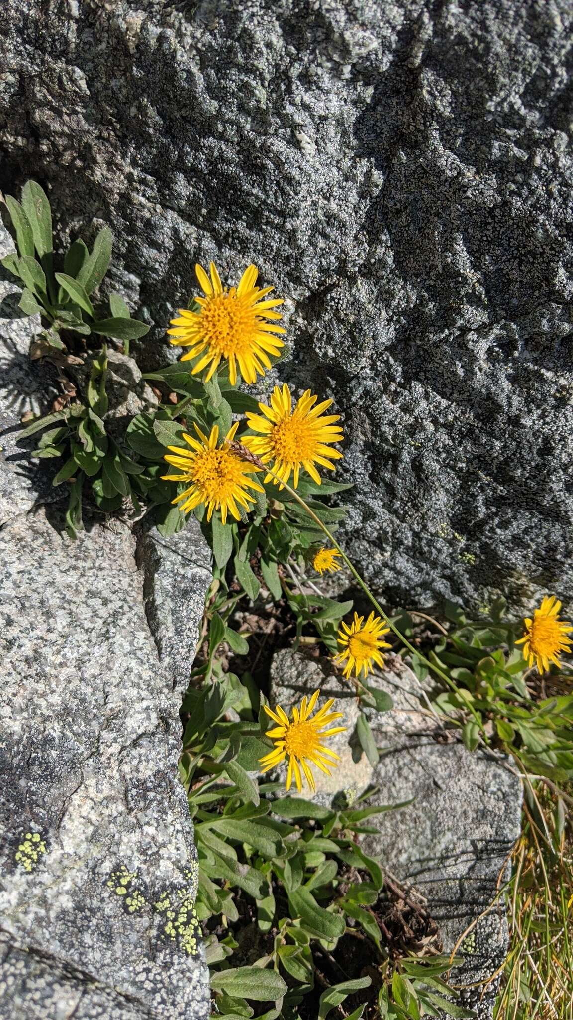 Image of Lyall's goldenweed