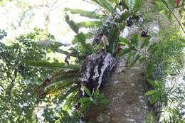 Image of Australian bird's-nest fern