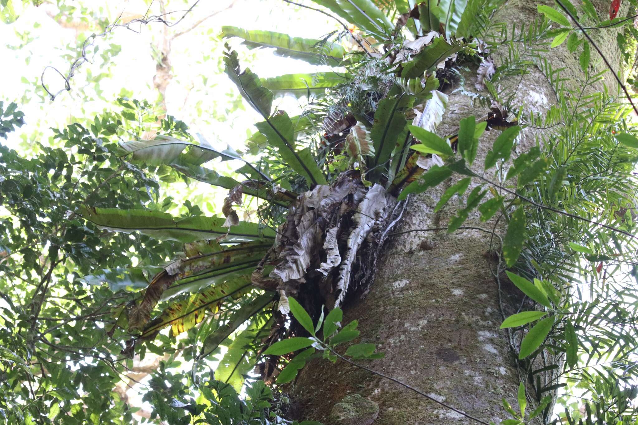 Image of Australian bird's-nest fern