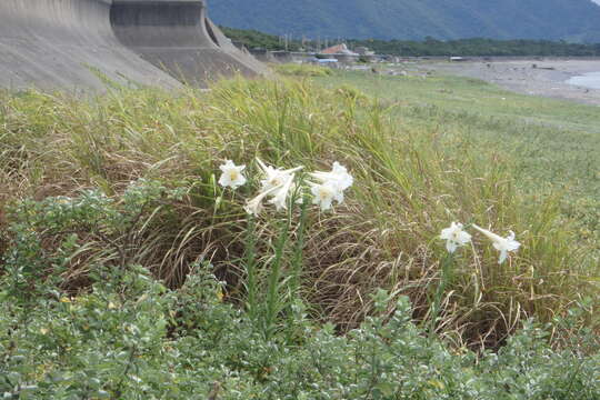 Image of Formosa lily