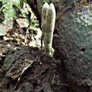 Image of Xylaria grammica (Mont.) Mont. 1851