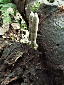 Слика од Xylaria grammica (Mont.) Mont. 1851