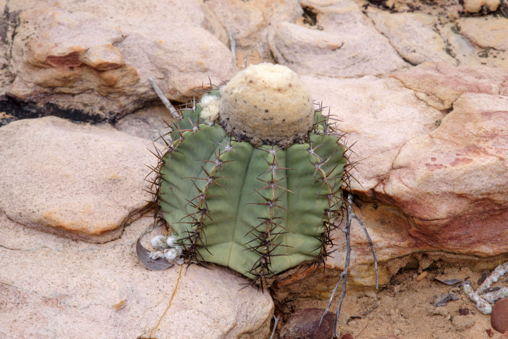 Image of Cactus