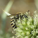 Image of Colletes hylaeiformis Eversmann 1852