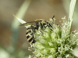 Image of Colletes hylaeiformis Eversmann 1852