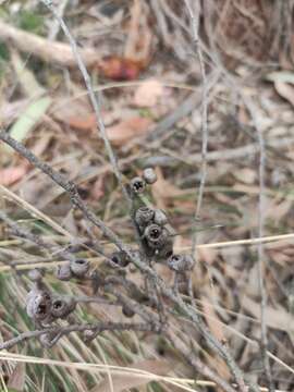 Image of Eucalyptus caliginosa Blakely & Mc Kie