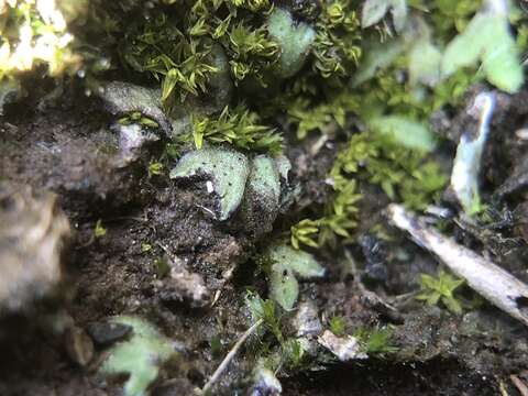 Image of Riccia crozalsii Levier