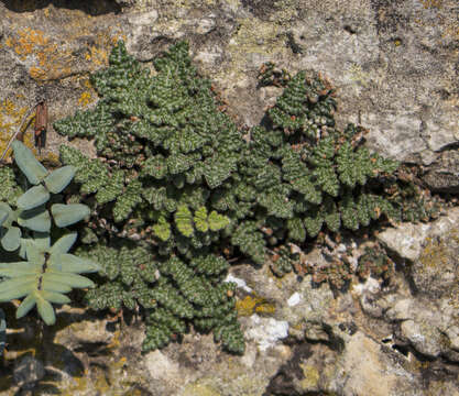 Image of slender lipfern