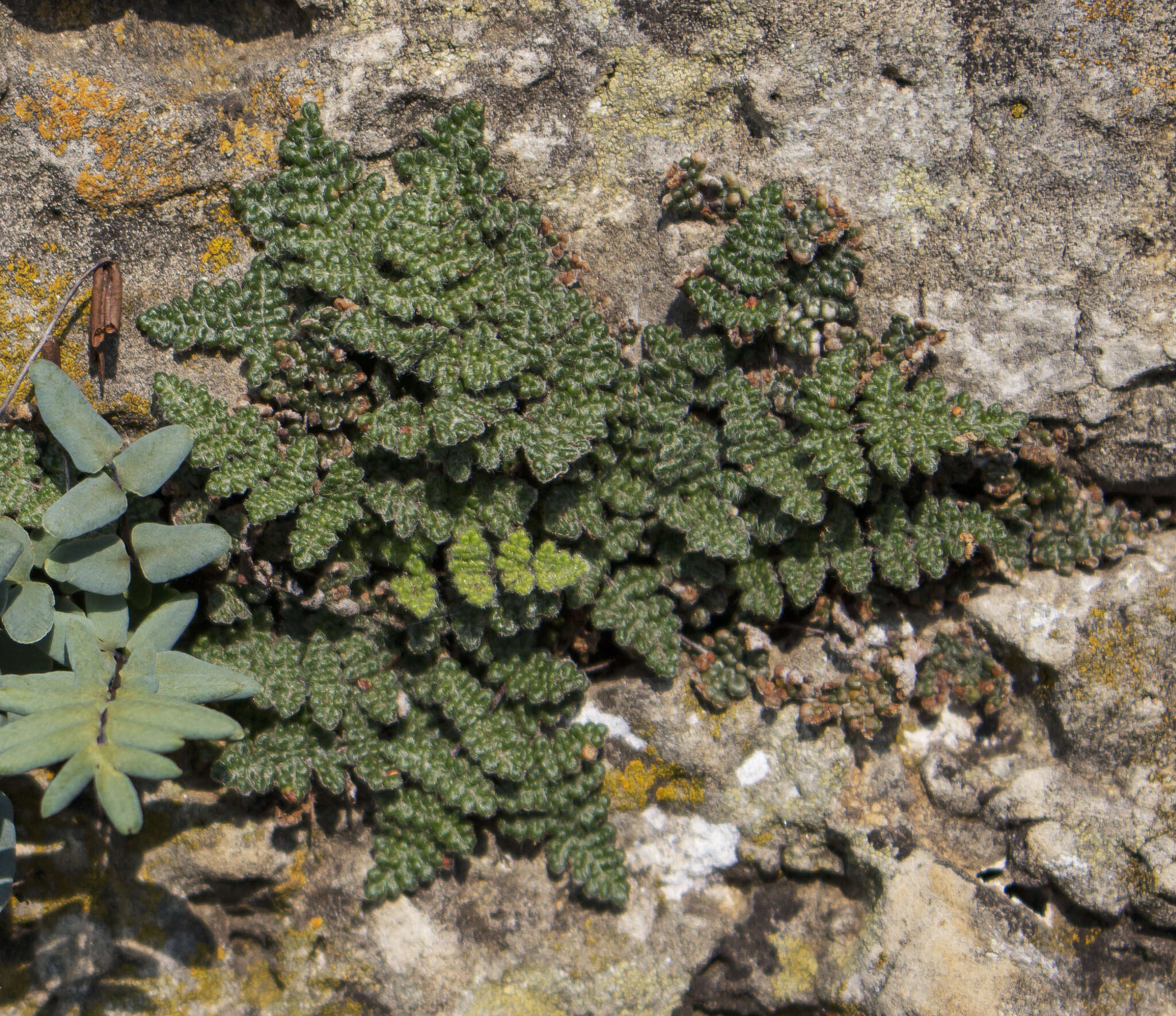 Sivun Myriopteris gracilis Fée kuva