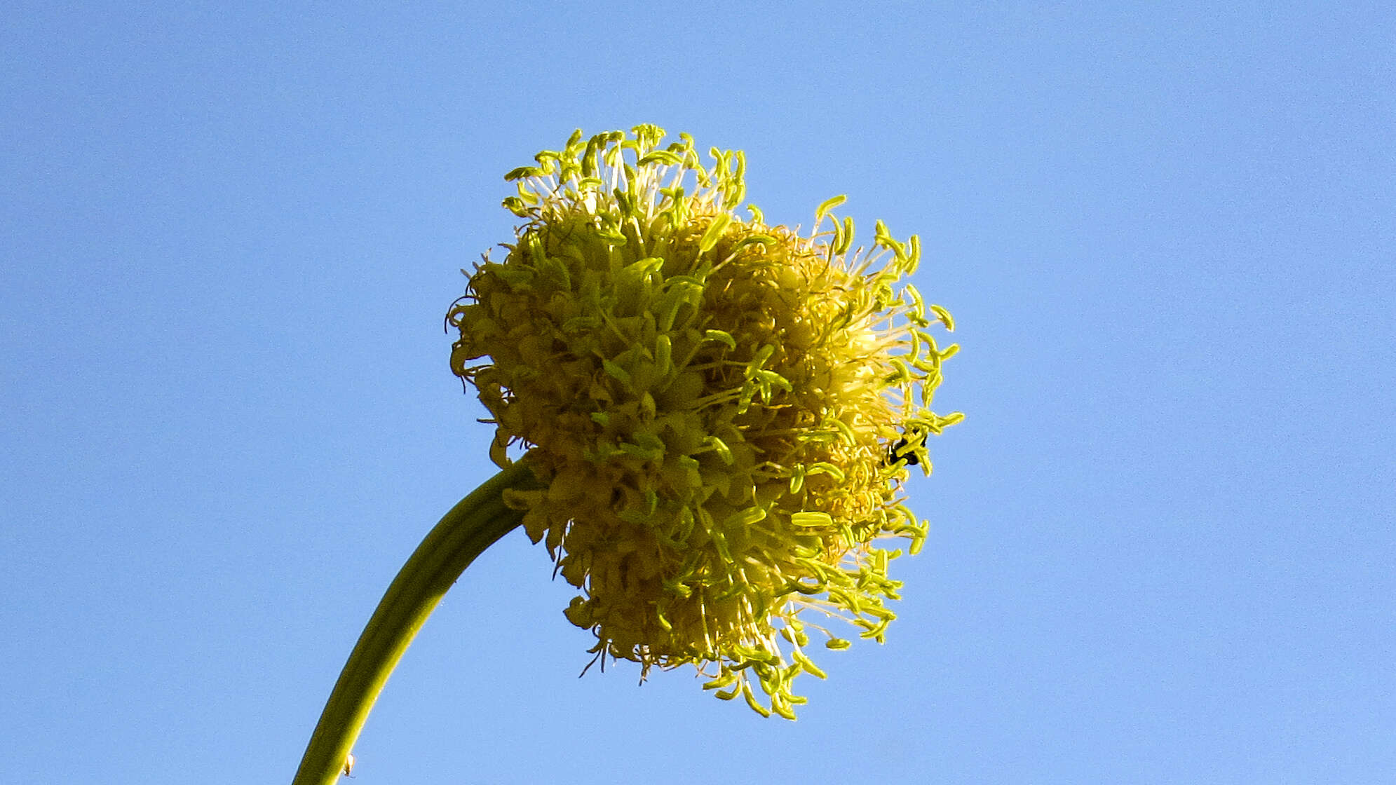 Image of Cephalaria ambrosioides (Sibth. & Sm.) Roem. & Schult.