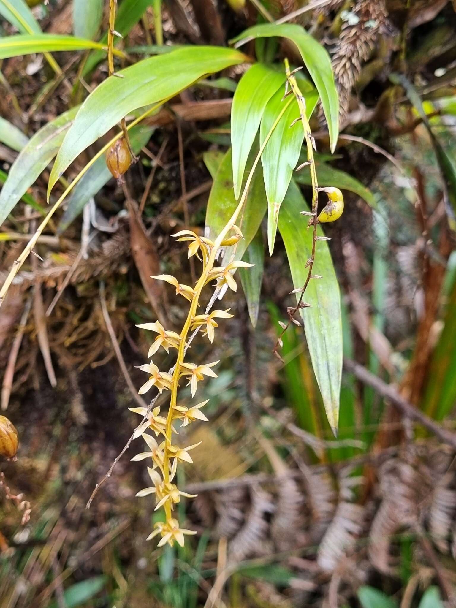 صورة Dendrochilum grandiflorum (Ridl.) J. J. Sm.