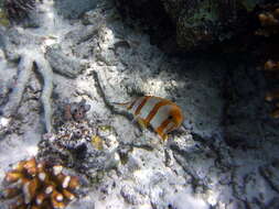 Image of Banded Longsnout Butterflyfish