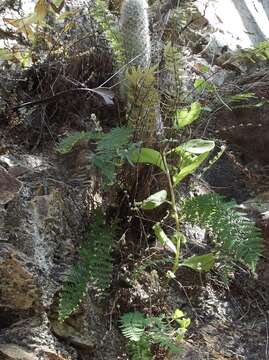 Image of Lemmon's cloak fern