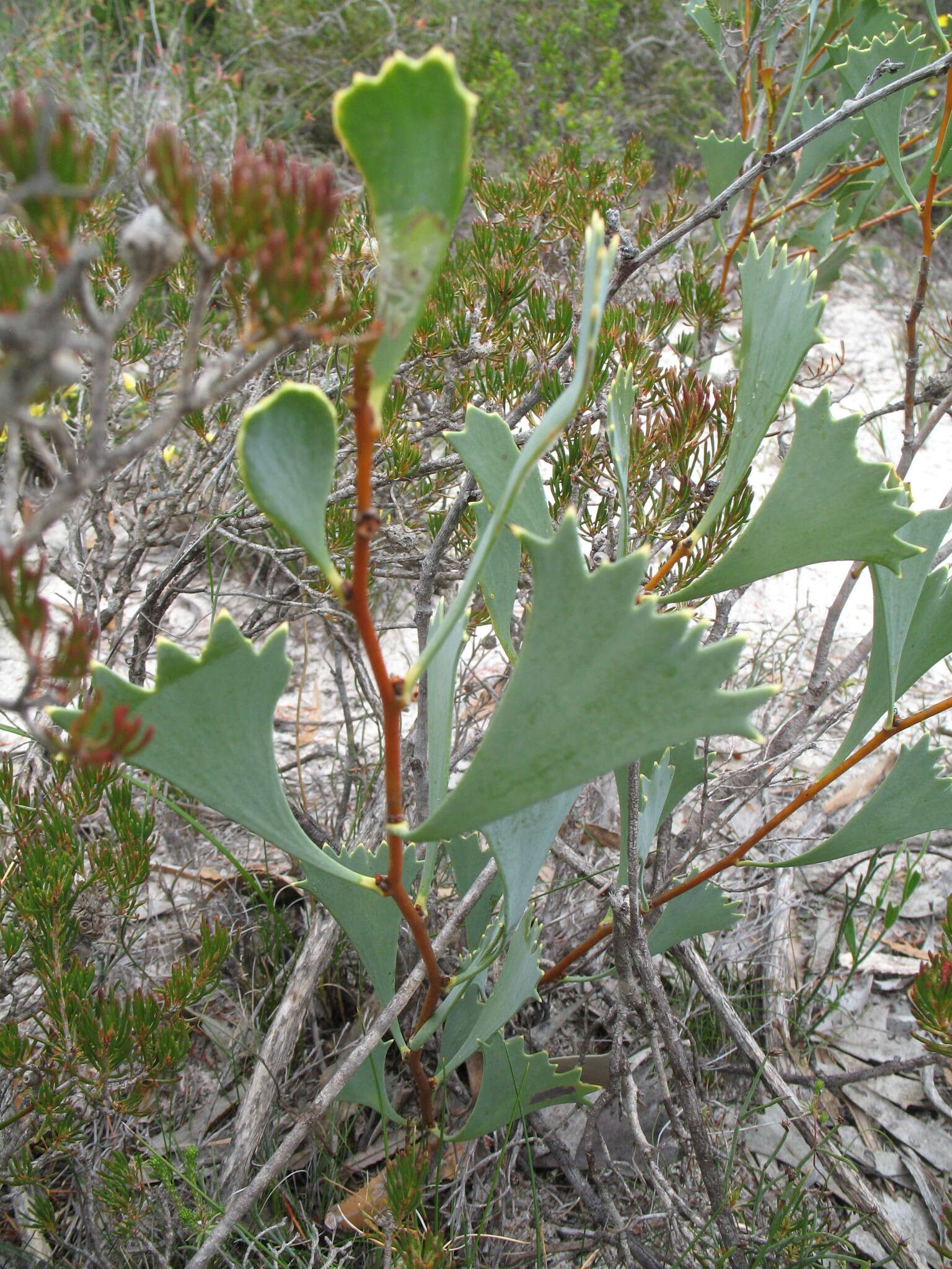 Image de Hakea flabellifolia Meissn.