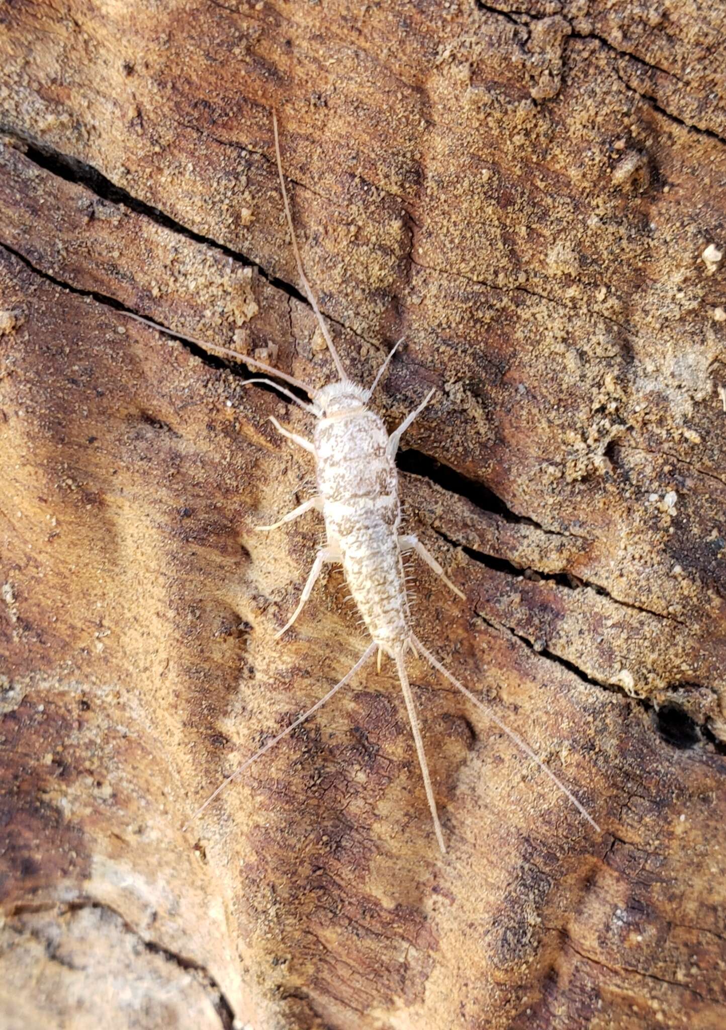 Image of Leucolepisma arenaria Wall 1954