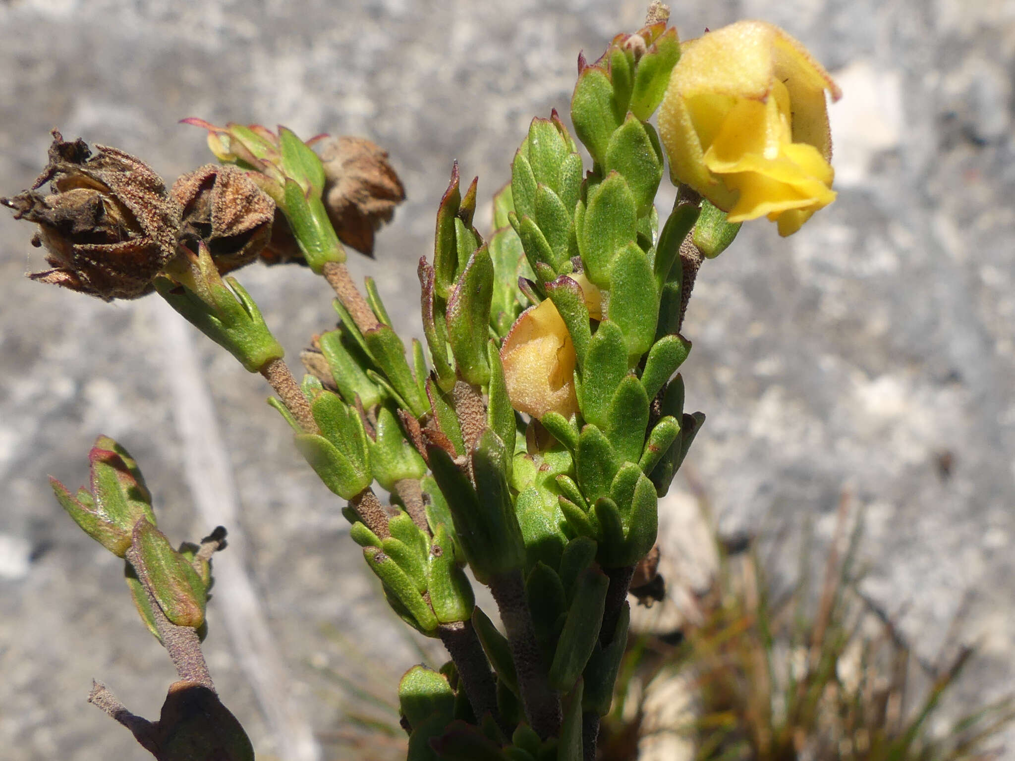 Image of Hermannia concinnifolia Verdoorn