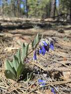 Image of Macdougal's bluebells