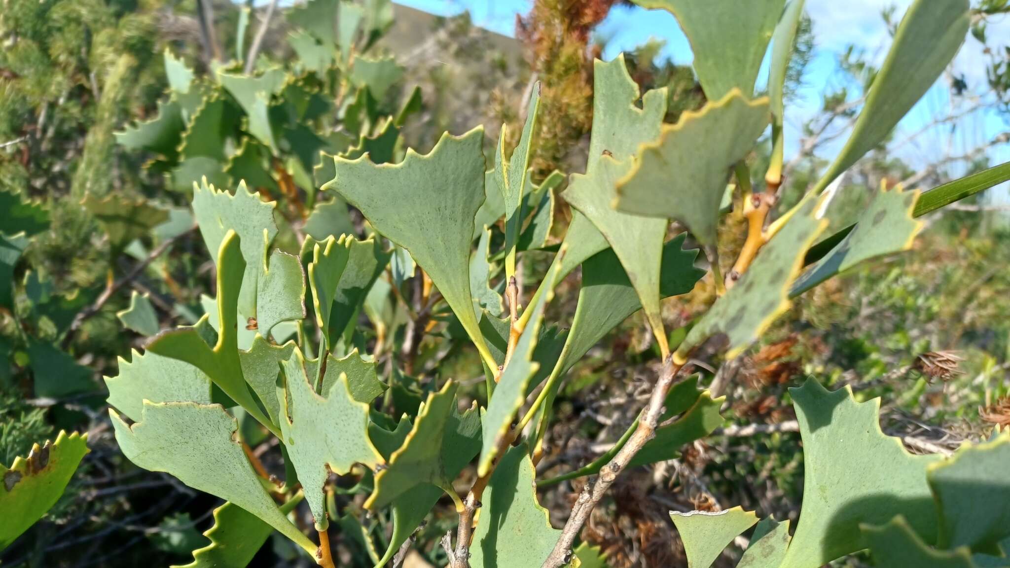 Image of Hakea flabellifolia Meissn.