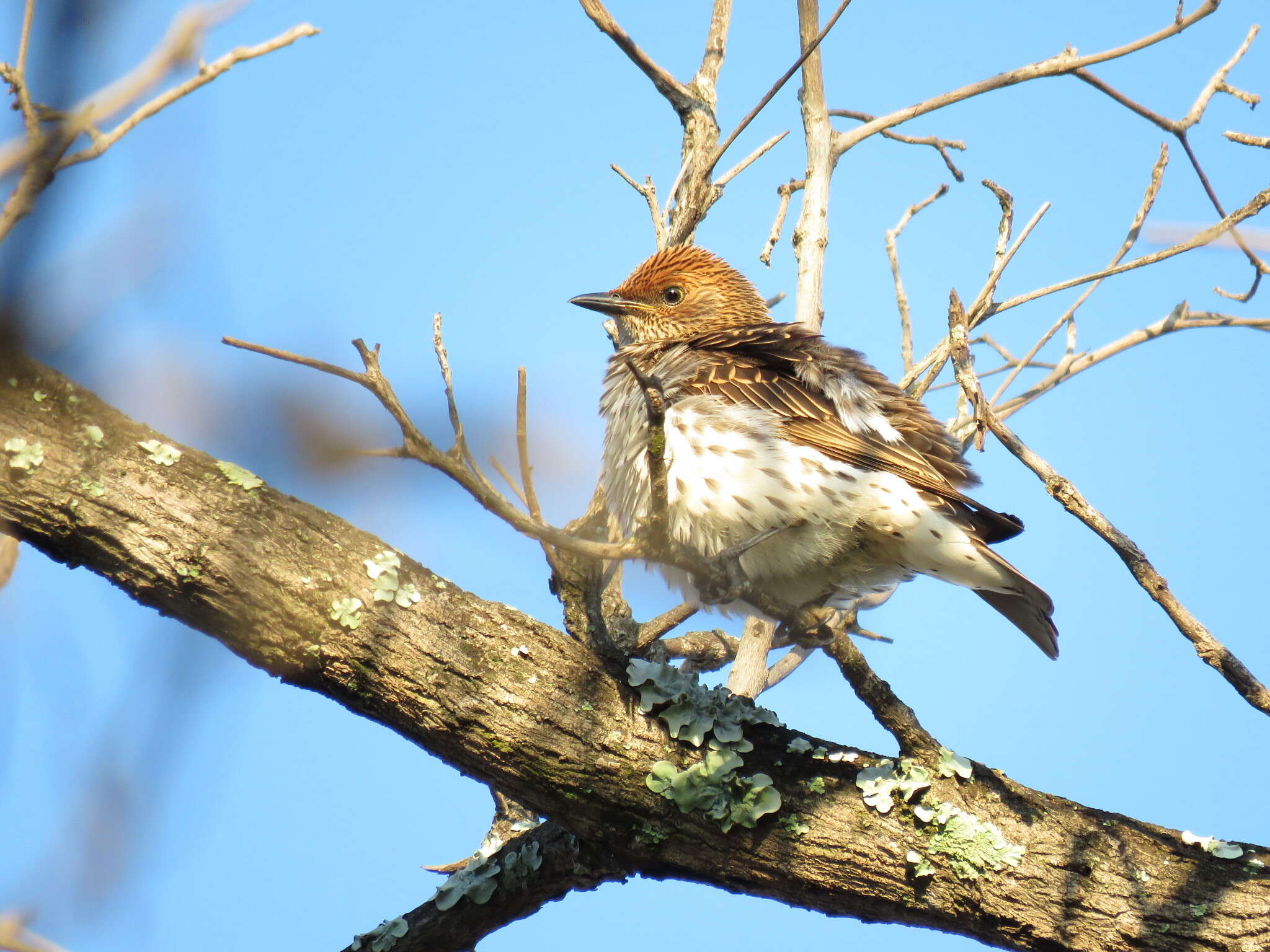 Cinnyricinclus leucogaster verreauxi (Finsch & Hartlaub 1870)的圖片