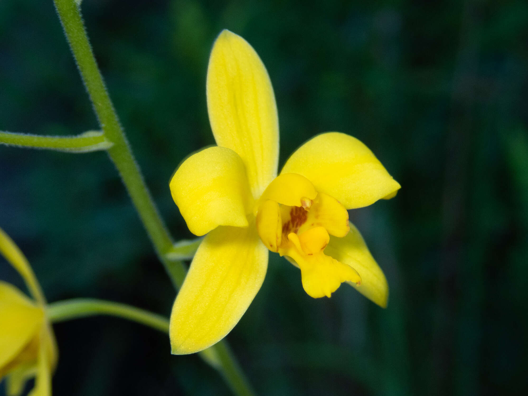 Imagem de Spathoglottis pubescens Lindl.