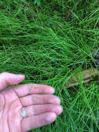 Image of Three-fruit sedge