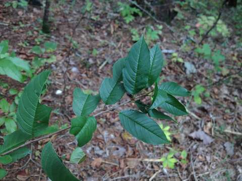 Imagem de Endotropis lanceolata (Pursh) Hauenschild