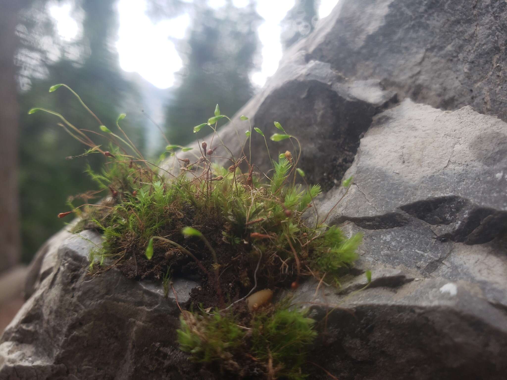 Слика од Leptobryum