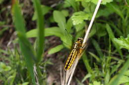 Image of Lyriothemis pachygastra (Selys 1878)