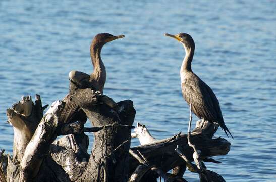 Plancia ëd Phalacrocorax auritus (Lesson & R 1831)