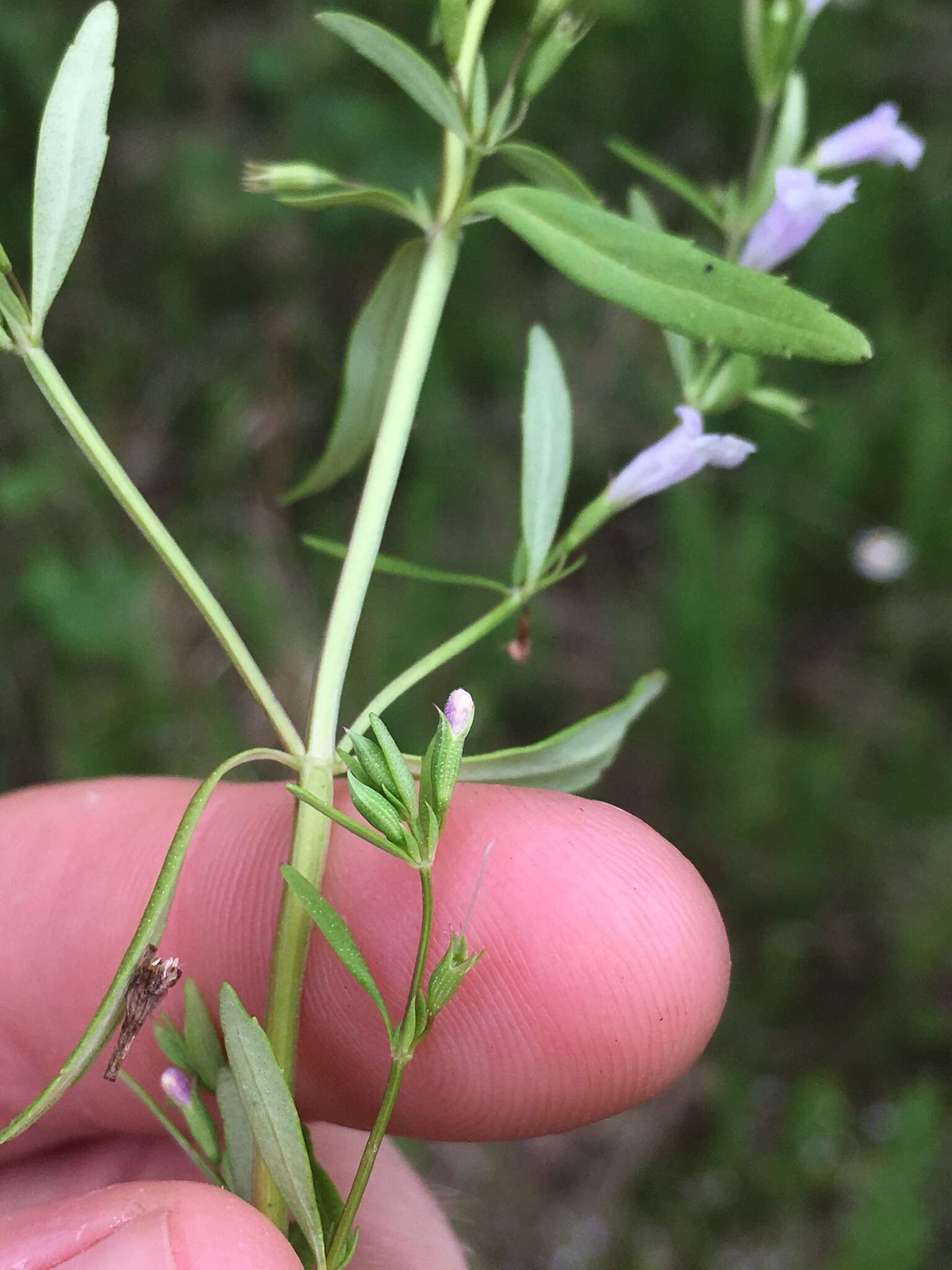 Image of Limestone Wild Basil