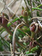 صورة Delosperma brevisepalum L. Bol.