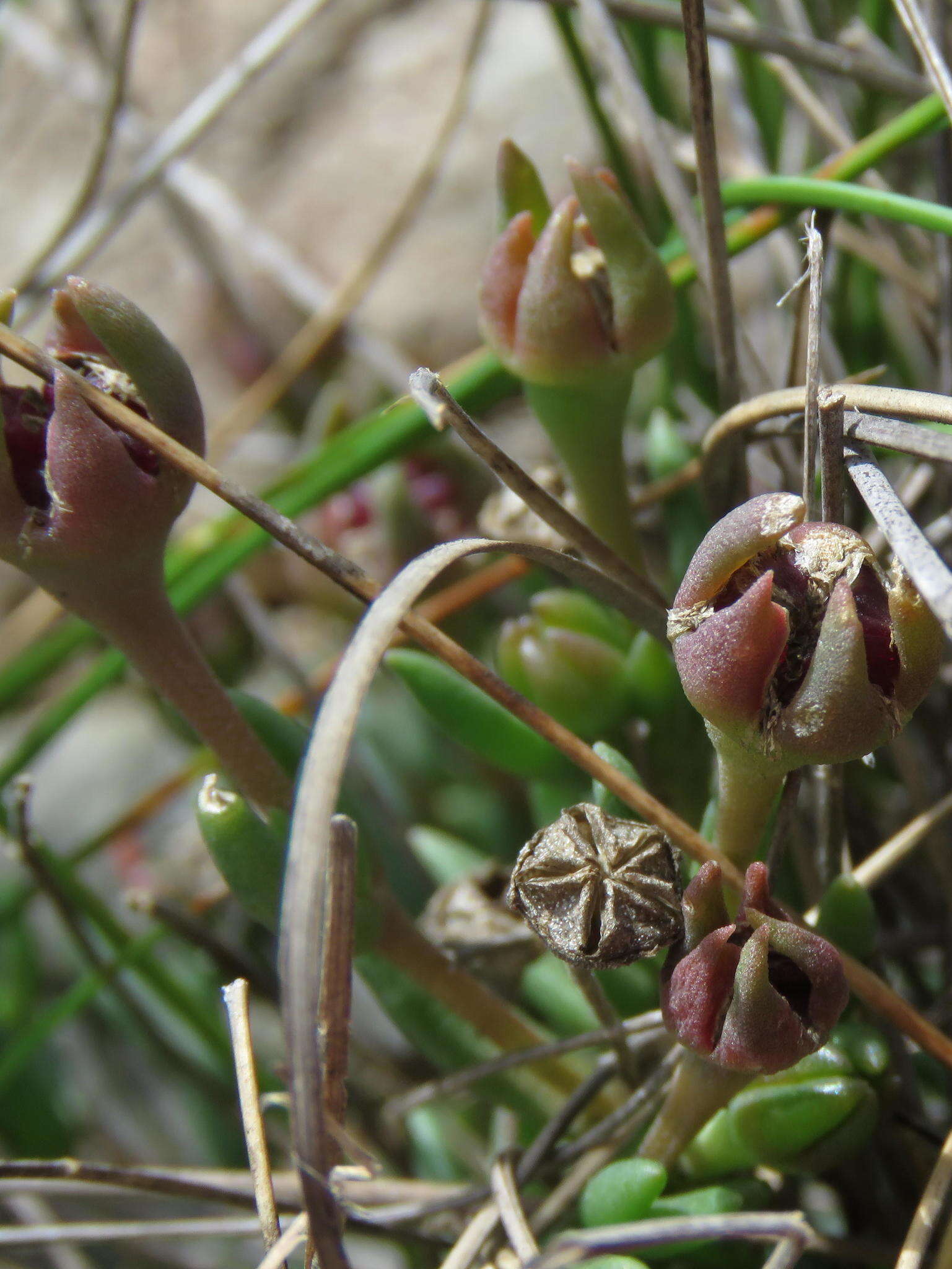 Image of Delosperma brevisepalum L. Bol.