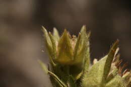 Image of Potentilla valderia L.