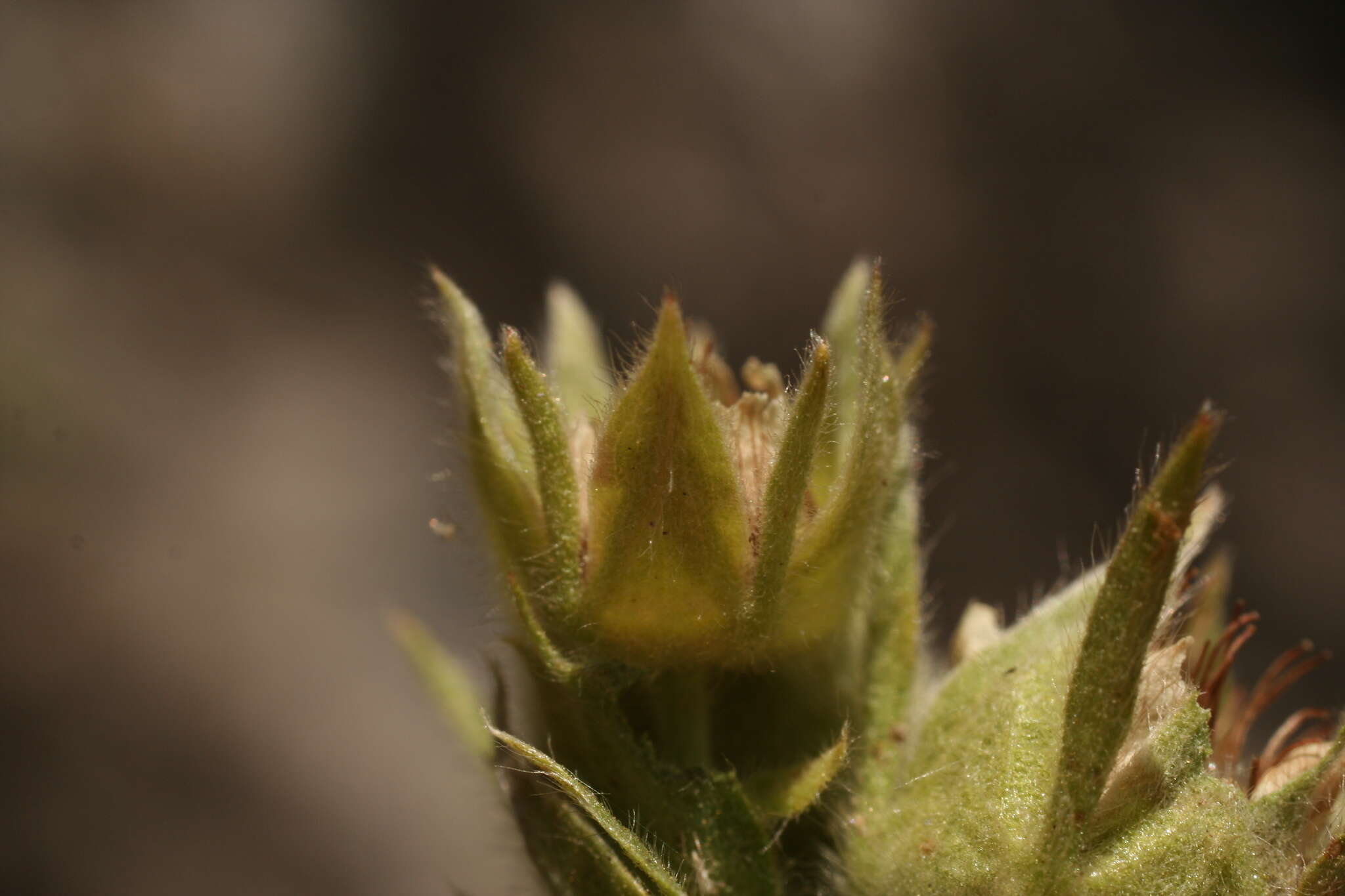 Image of Potentilla valderia L.