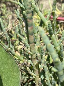 Image of dwarf saltwort