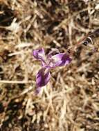 Image of Moraea simulans Baker