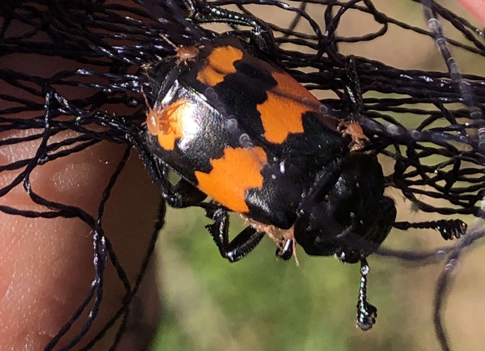 Image of Nicrophorus (Nicrophorus) hebes (Kirby 1837)