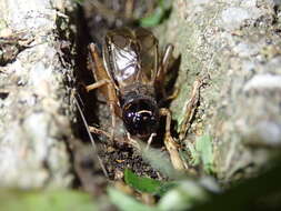 Image of Cricket