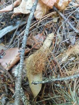 Image of Sonoma tree vole