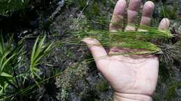 Image of Spreading Beak Sedge