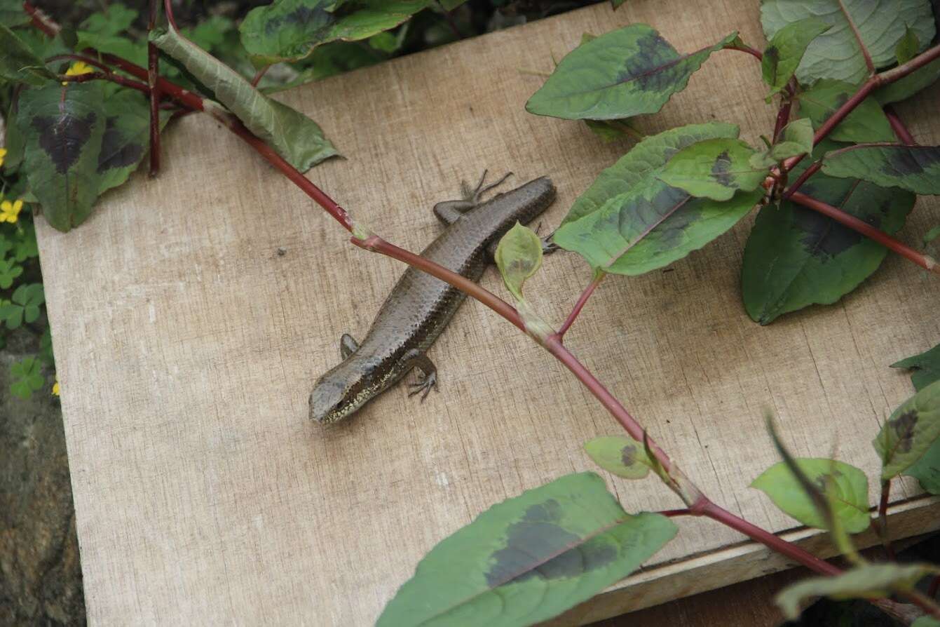 Image of Longtail Mabuya